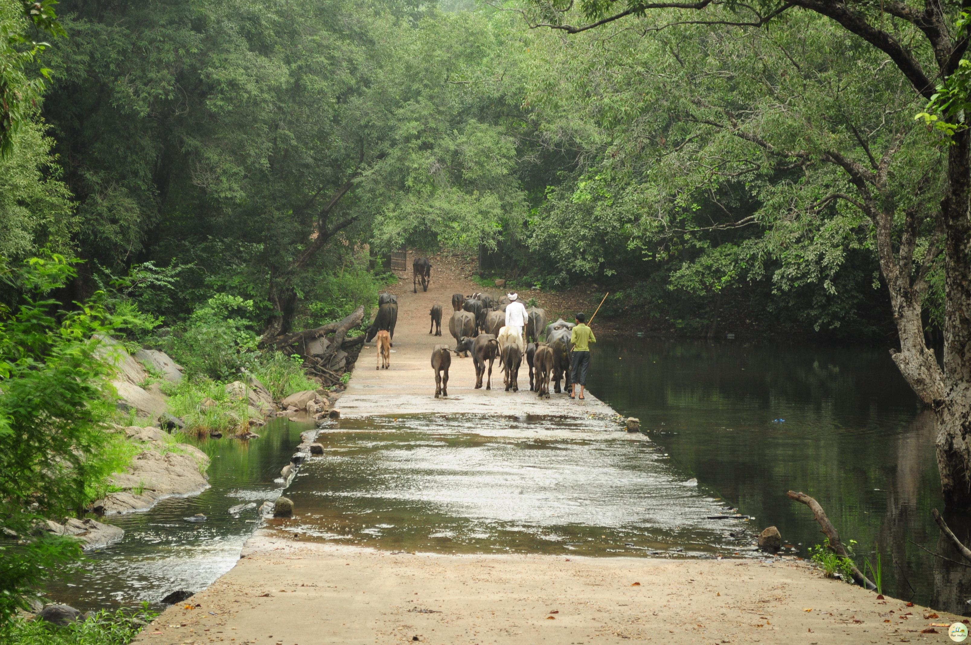 Polo forest visit in Monsoon